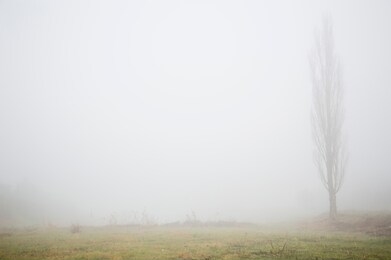 lombardy poplar tree in the meadow on a
misty winter day