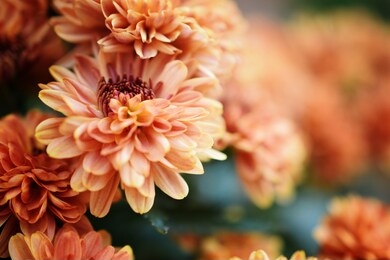 up close view of orange chrysanthemums
