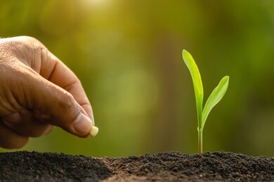 close up farmer's hand planting seeds of corn tree in soil. agriculture, growing or environment concept