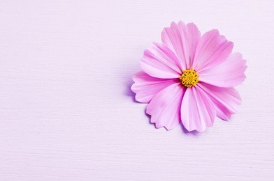 pink flower on pink background