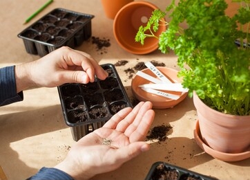 gardening, planting at home. man sowing seeds in germination box