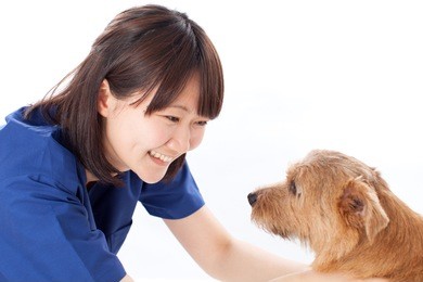 young veterinarian with norfolk terrier dog