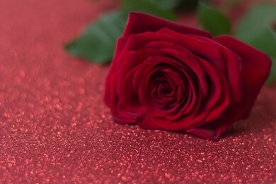 red rose on a red shiny background. valentine's day, march 8