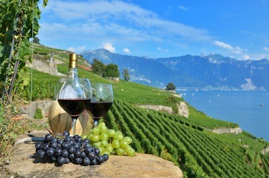red wine and grapes. terrace vineyards in lavaux region, switzerland 