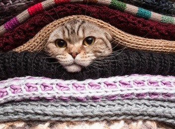 the cat is preparing for winter, wrapped up in a pile of woolen clothes