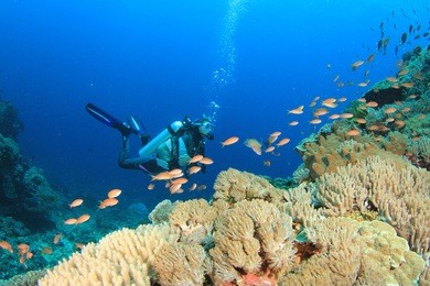 scuba diving on coral reef with tropical fish