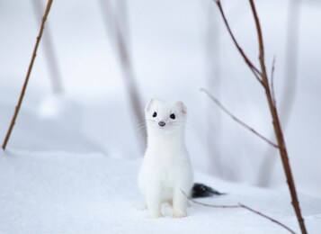 a curious ermine in the cold winter landscape of finland.