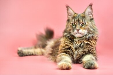 maine coon tortoiseshell cat, copy space. adult female maine coon purebred cat on pink background. tortie shorthair cat with funny look.