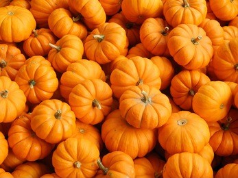 small pumpkins          