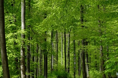 beautiful german beech forest in spring. bright green young leaves, dark brown grey tree trunks national park in hesse, germany. 