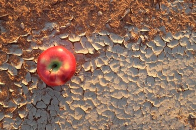 an apple on a dry and cracked desert soil. food security, hunger, drought, climate change and desertification concept.
