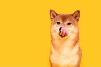 happy shiba inu dog on yellow. red-haired japanese dog smile portrait
