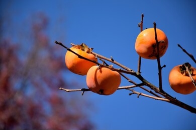 yellow persimmon fruits in garden, persimmon orange fruits in the autumn garden. japanese persimmon, persimmon fruit on kaki plum tree branch with the blue sky background
