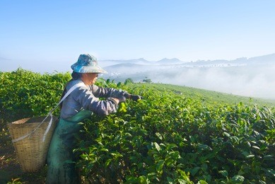 asian woman works on tea plantation in china yunnan