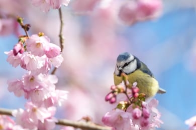 a blue tit sits on a beautiful branch with cherry blossoms. wonderful spring feeling in beautiful pastel colors.