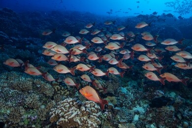 a school of fish underwater photography