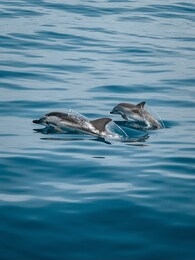 dolphins up the water in the blue sea