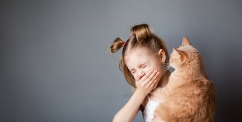 little girl 7-8 years old with a red cat in her arms suffers from allergies, sneezes from an allergic rhinitis, gray background