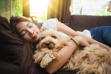 cute young asian woman hugs her puppy cockapoo dog ( american cocker spaniel + poodle ) sleeping together on brown sofa. love between owner and dog. 