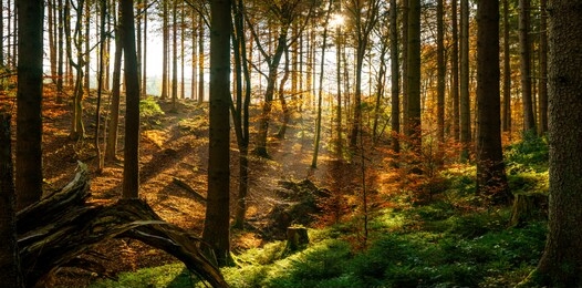 beautiful forest in golden autumn with beautiful bright sun rays - wanderlust