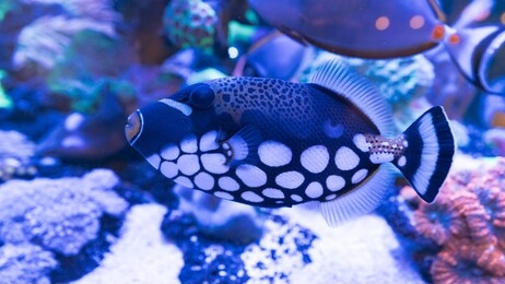 clown triggerfish is marine fish live in the coral reef under the sea. swimming in aquarium. selective focus.selective white balance
