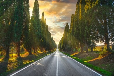 bolgheri famous cypresses trees straight boulevard landscape at sunset. maremma landmark, tuscany, italy, europe.