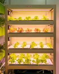 organic hydroponic vegetable grow with led light indoor farm,agriculture technology