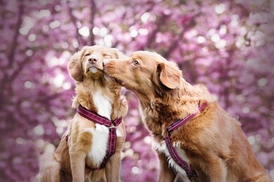 two dogs kiss eachother. nova scotia duck tolling retriever mother and daughter. puppy and adult. valentines day.