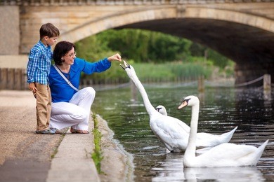 young mother and her little son feeding swans at the lake