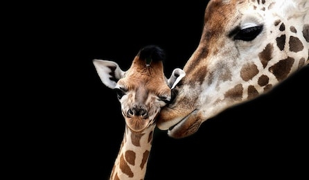 baby and mom giraffe playing