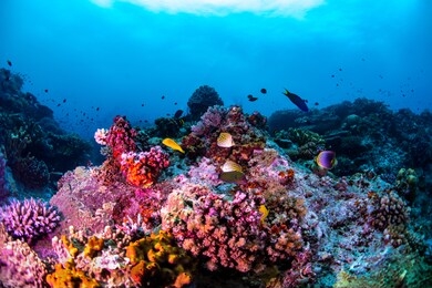 angel fish swimming over a coral reef