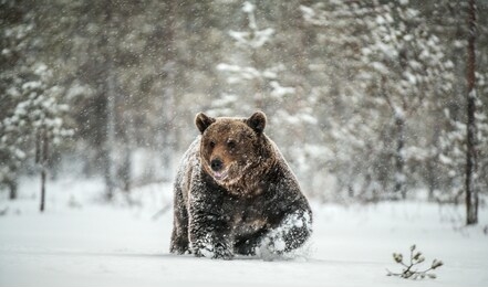 bear walks through the winter forest in the snow. front view. snowfall, blizzard. scientific name:  ursus arctos. natural habitat. winter season.