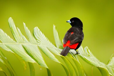 scarlet-rumped tanager, ramphocelus passerinii, exotic tropical red and black bird from costa rica, in green forest nature habitat. black and red songbird on the green leave.