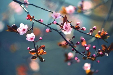 beautiful flowering japanese cherry - sakura. background with flowers on a spring day. 
