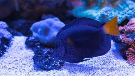 purple tang fish. tropical fish. wonderful and beautiful underwater world with corals and tropical fish. photo of a tropical fish on a coral reef .color temperature blue