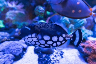 clown triggerfish is marine fish live in the coral reef under the sea. swimming in aquarium. selective focus.selective white balance