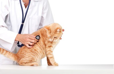 red cat with veterinarian doctor. veterinary clinic.