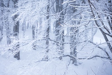 snow covered trees,japan winter landscape