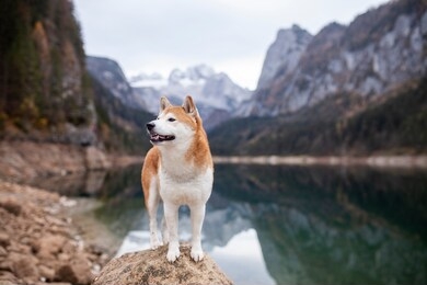 red shiba inu standing on a rock in front of a lake in the austrian alps. dog on a hike. adventure dog