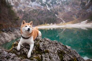 red shiba inu standing on a rock in front of a lake in the austrian alps. dog on a hike. adventure dog