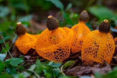 yellow mesh mushroom(dictyophora indusiata) in the forest, korea