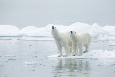 polar bear svalbard islands norway female and young male