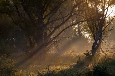 summer fog and the beautiful morning sun in a landscape 