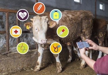 agritech concept showing a herd of dairy cows in a field with farmer accessing selected cows data and statistics wirelessly on a smartphone app.