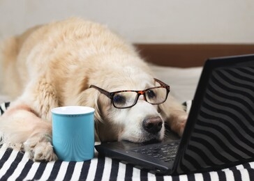 sleepy golden retriever dog wearing eye glasses  lying down with computer laptop and blue cup of coffee.