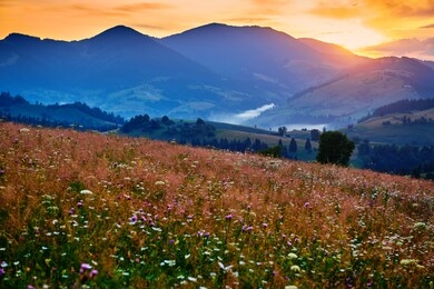 wildflowers, meadow and beautiful sunset in carpathian mountains - summer landscape, spruces on hills, dark cloudy sky and bright sunlight