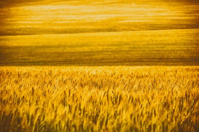 rural landscape, background - hilly terrain, field wheat in the rays of the summer sun