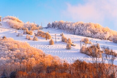 shiga kogen ski resort (january 2020), scenery story (winter of shiga kogen)