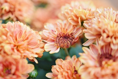 orange chrysanthemum up close view