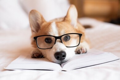 dog in glasses preparing for the exam, laying on bed and reading a book